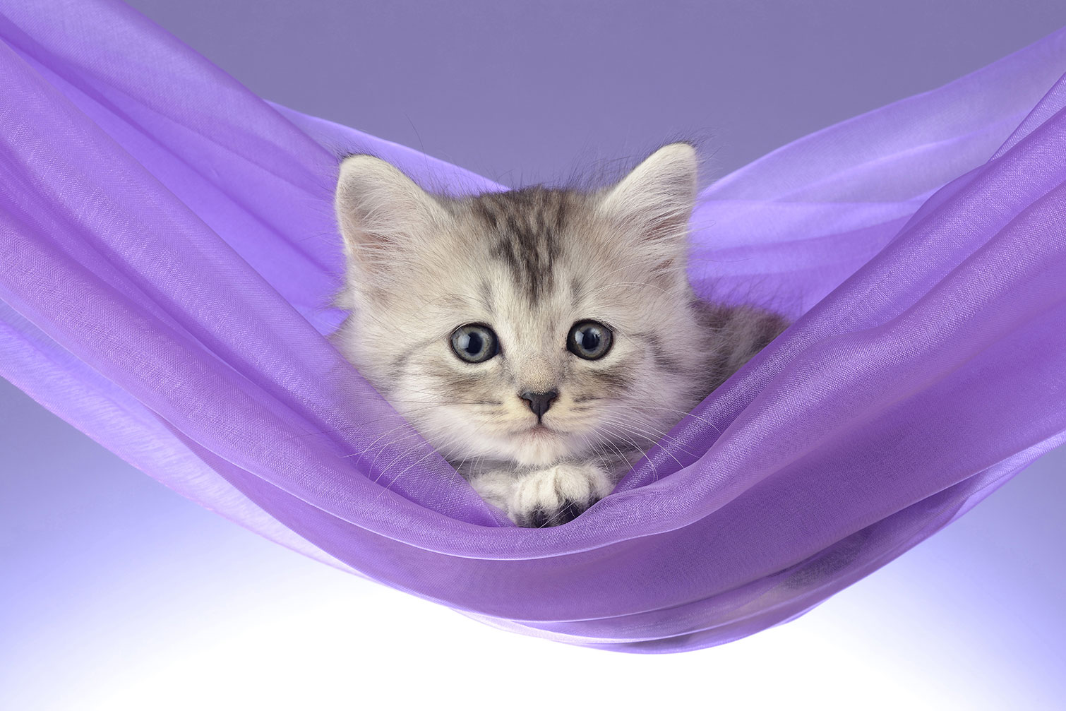 Tableau animaux chat, HEXOA