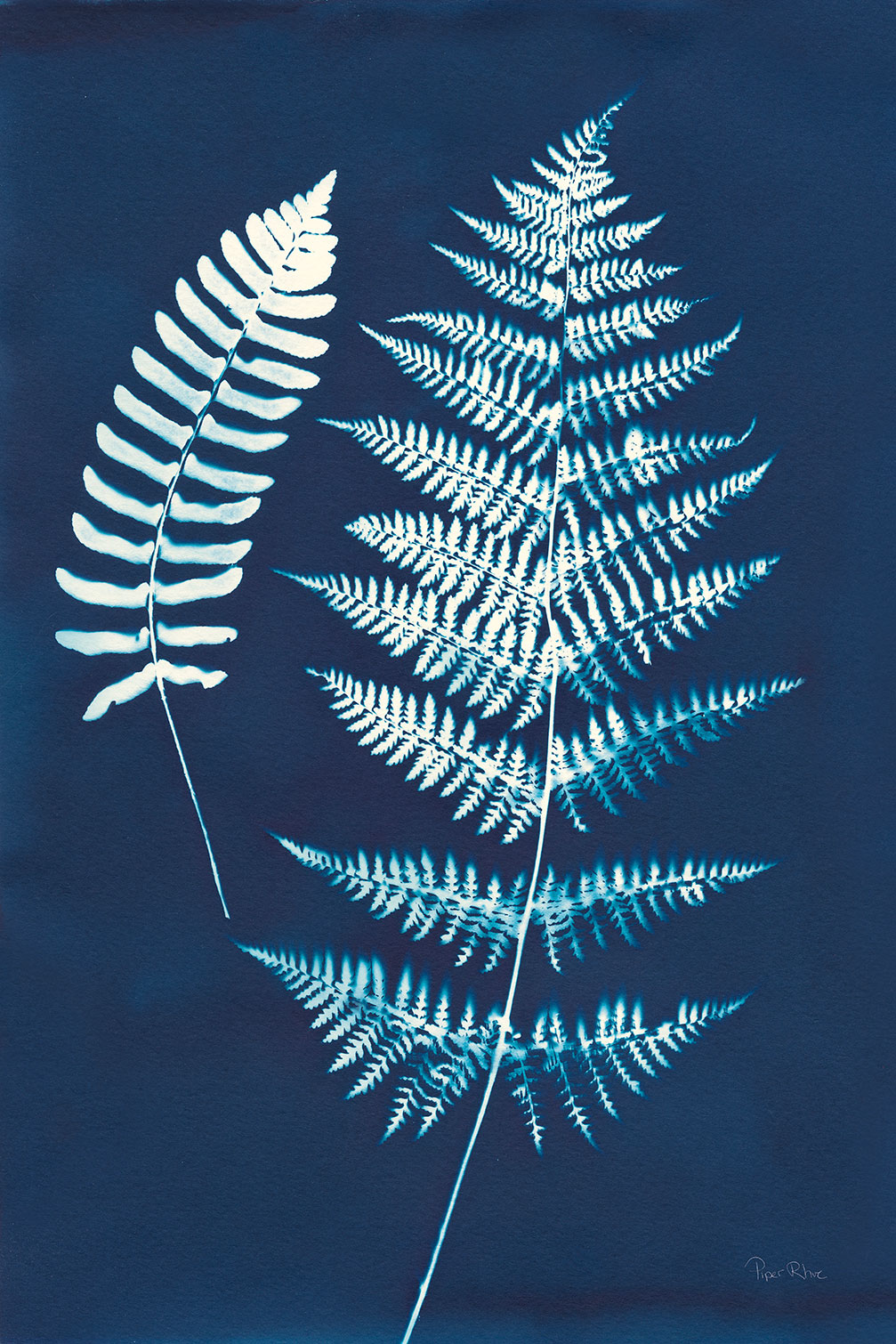 Tableau fleurs Duo fougères bleues, HEXOA