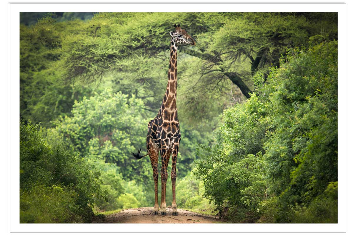 Affiche Girafe inattendue, HEXOA