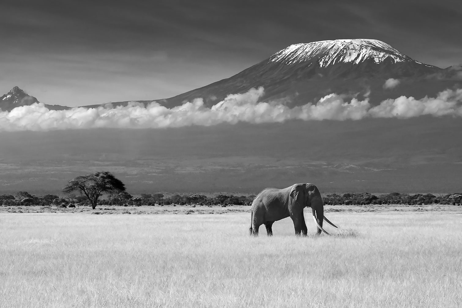 Tableau elephant et kilimanjaro, HEXOA
