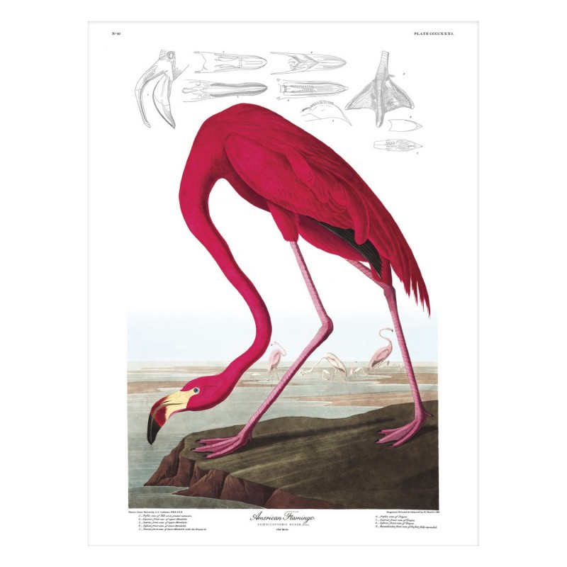 Affiche flament rose  American Flamingo, THE DYBDAHL CO