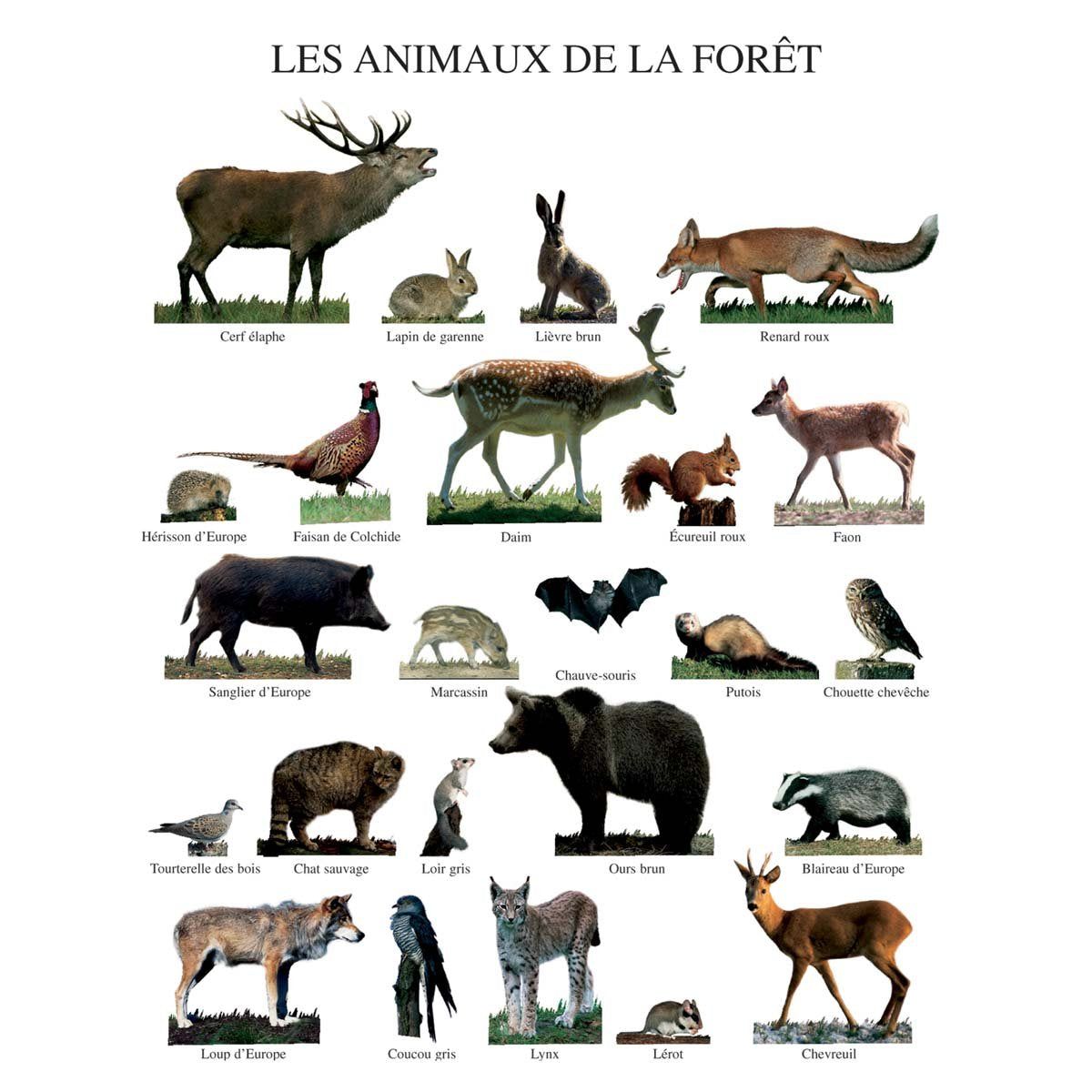 Des animaux