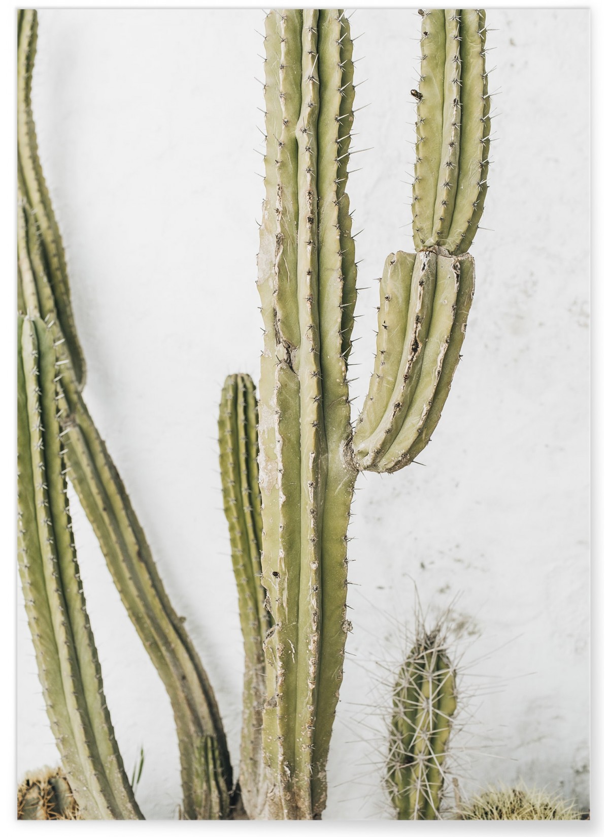 Poster nature Cactus, L'AFFICHERIE