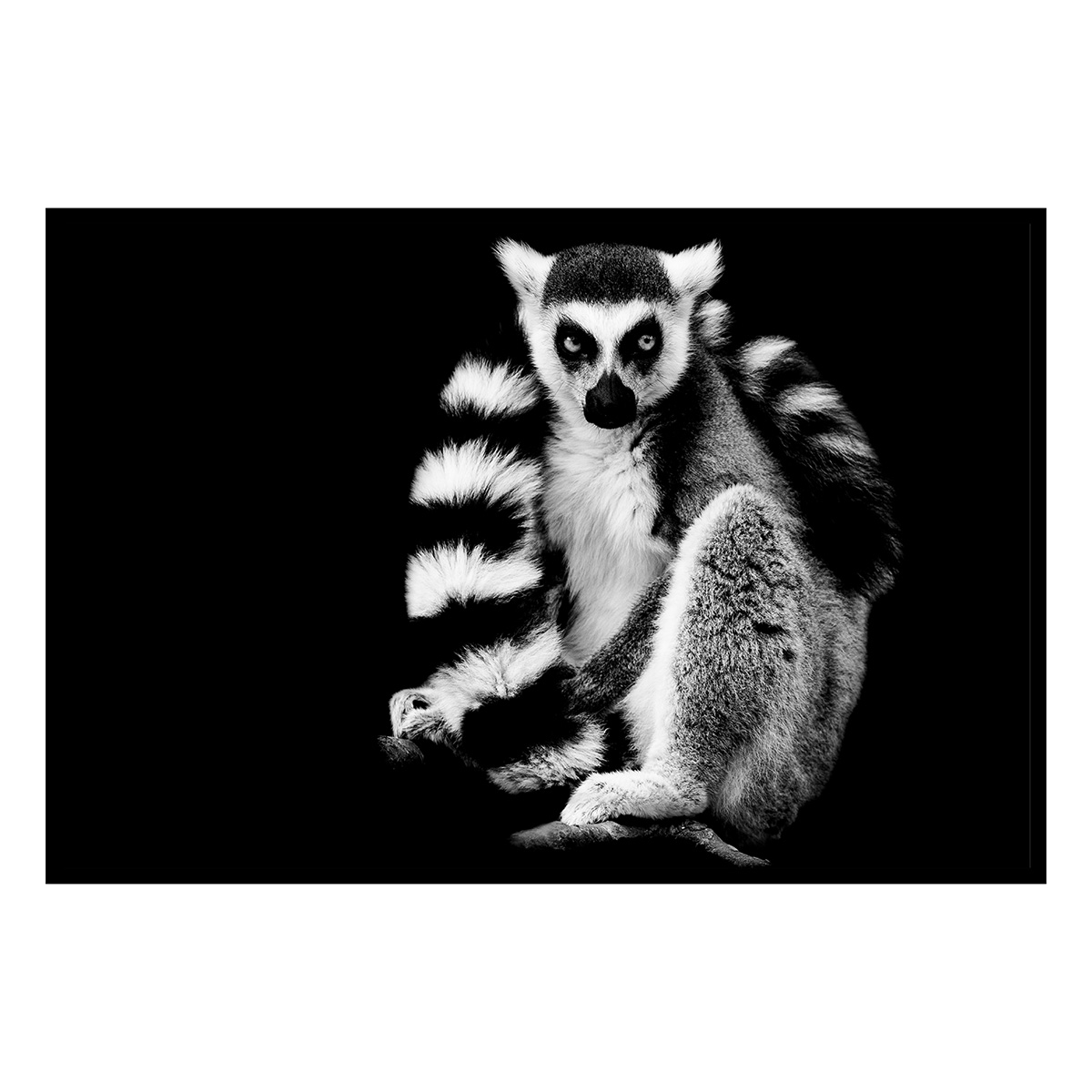 Affiche encadrée lémurien en noir et blanc, HEXOA