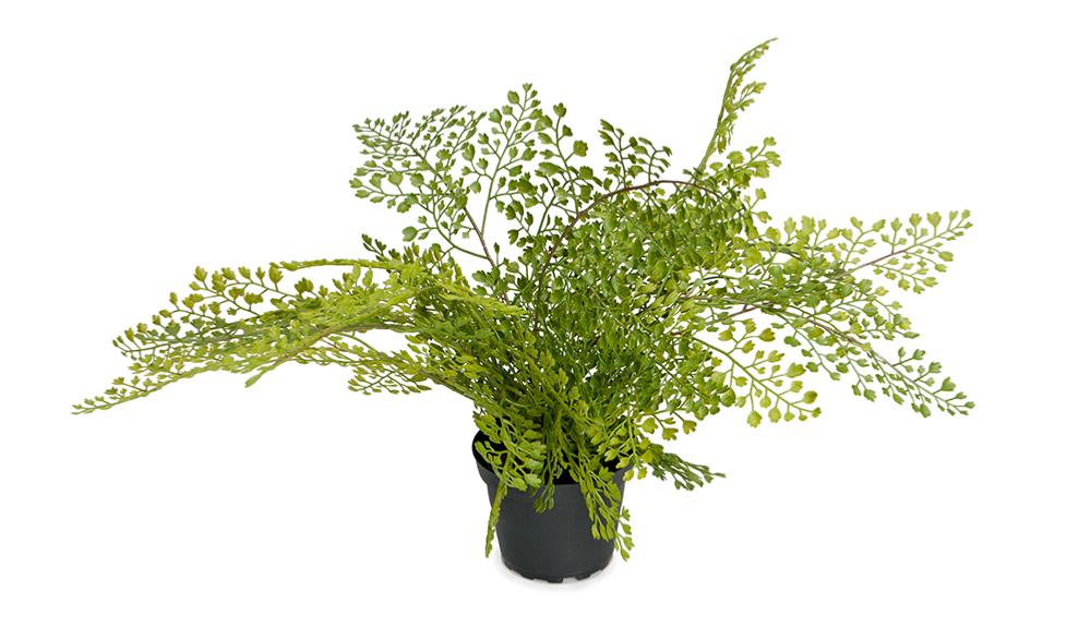 Adiantum plante verte artificielle en pot, ARTIFICIELLES