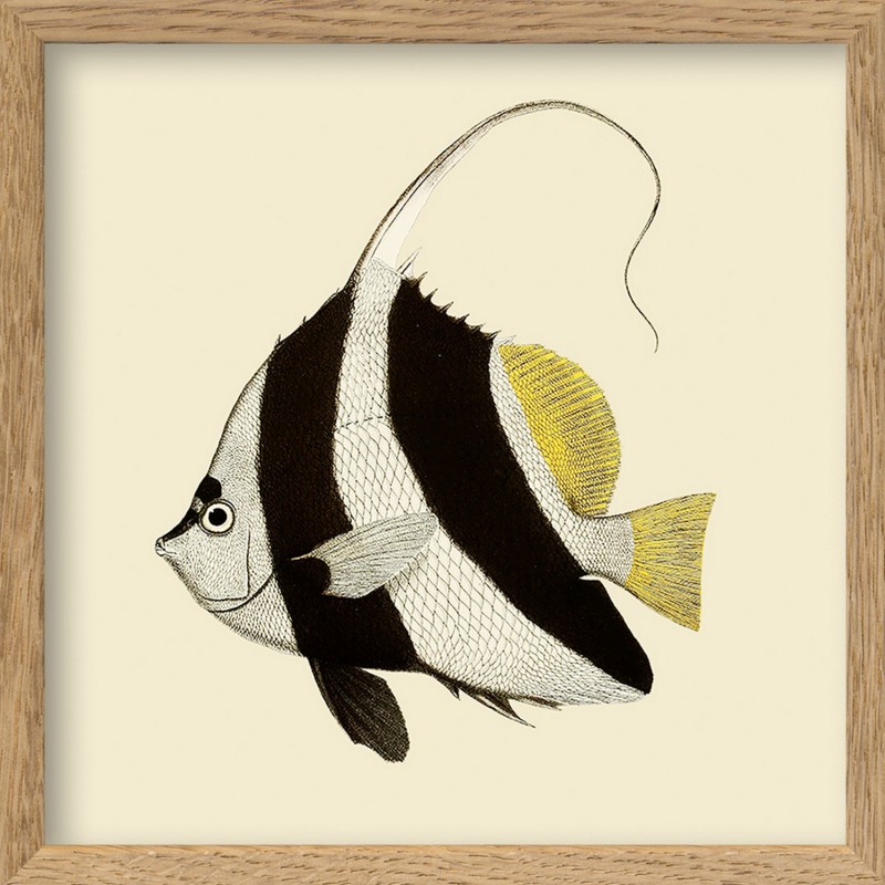 Illustration petit cadre poisson Black and white fish, THE DYBDAHL CO
