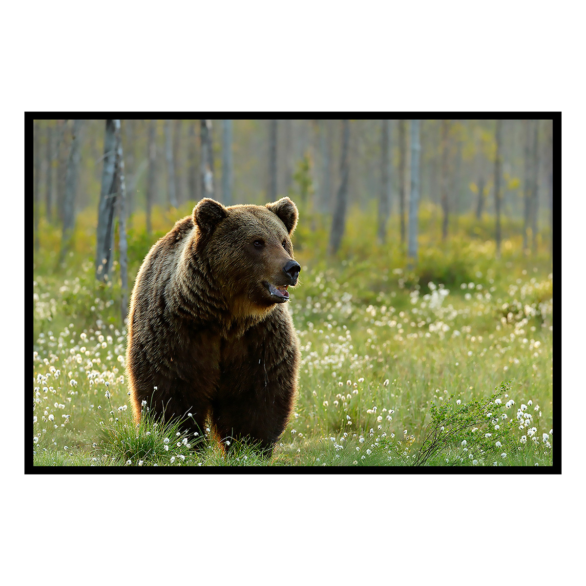 Affiche encadrée ours brun dans la forêt, HEXOA