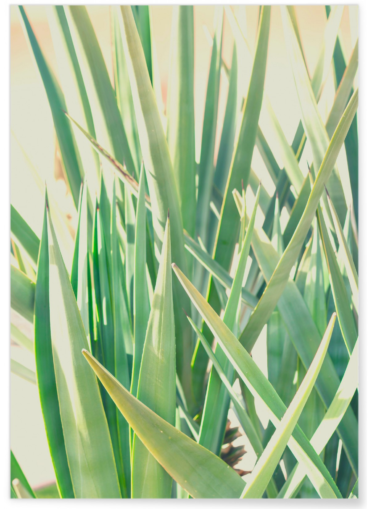 Poster Palm Tree Leaf 1, L'AFFICHERIE