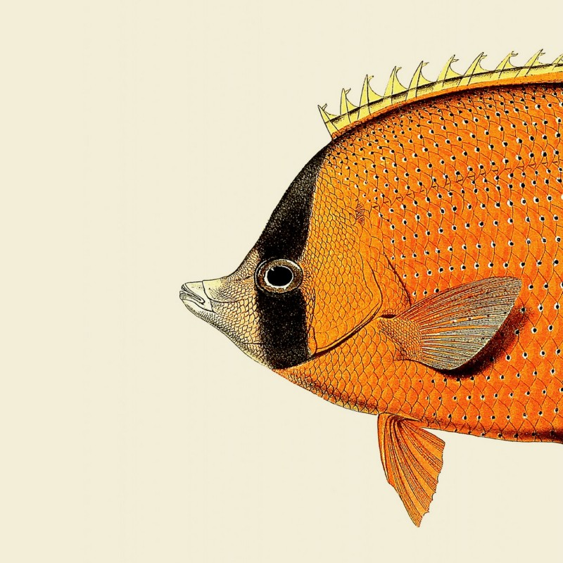 Affiche tête de poisson Orange Fish Head, THE DYBDAHL CO