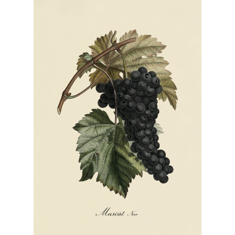 Affiche grappe de raisin Muscat Noir, THE DYBDAHL CO