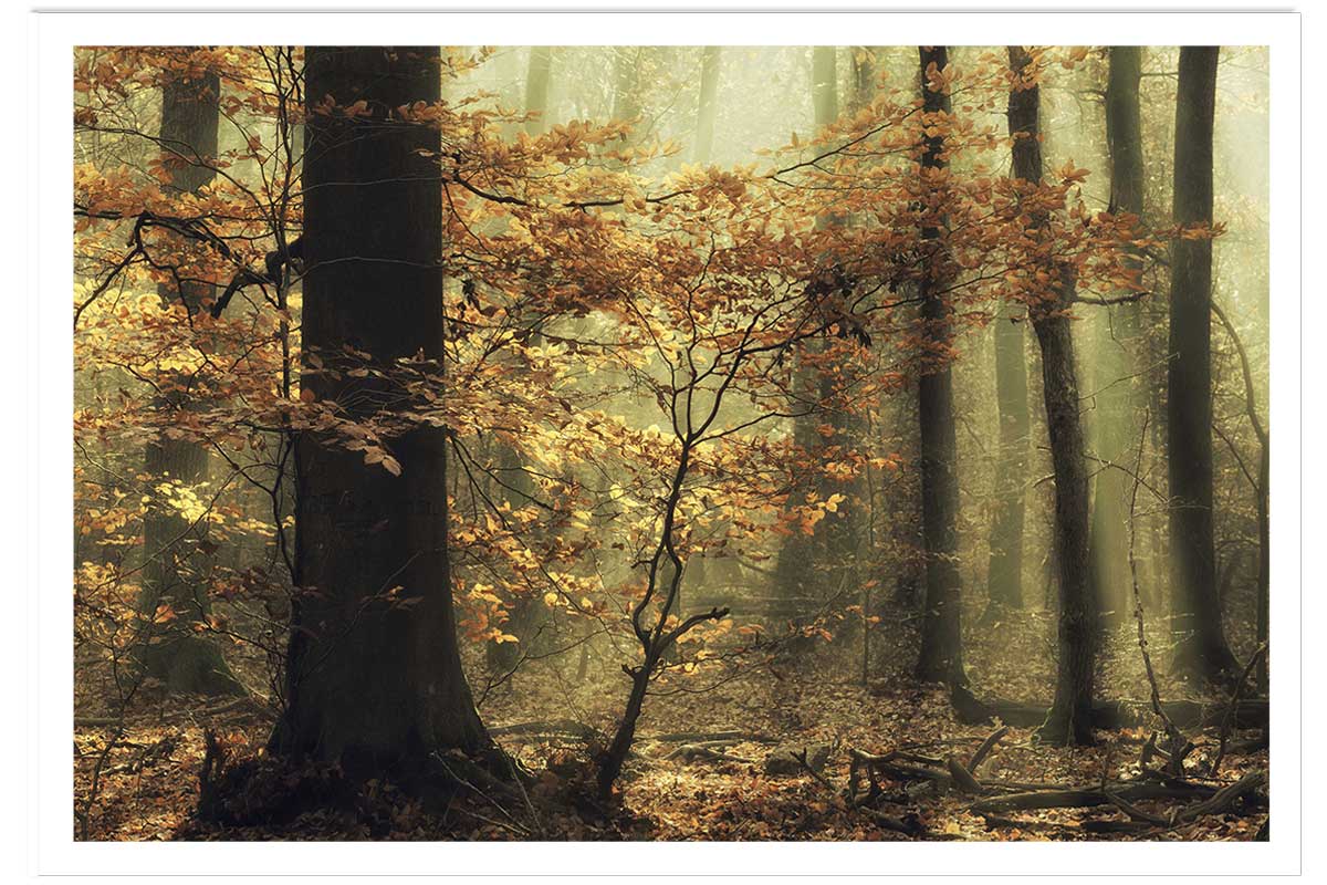 Affiche ""les feuilles d'automne"", HEXOA