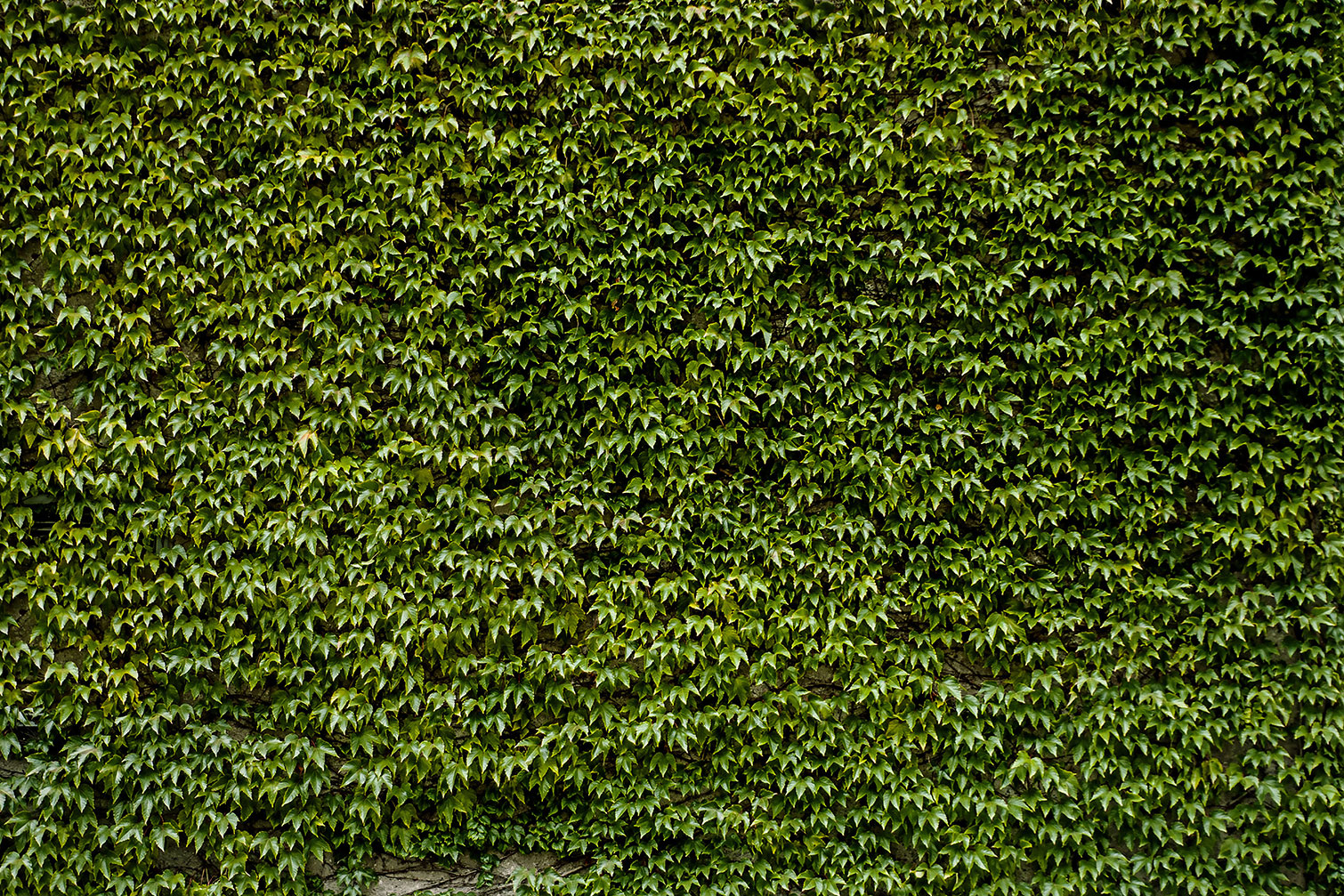 Tableau nature mur de lierres, HEXOA
