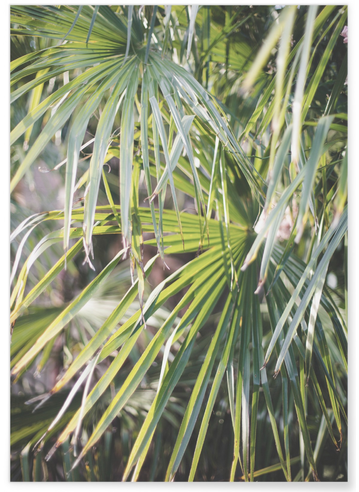 Poster Palm Tree Leaf 2, L'AFFICHERIE