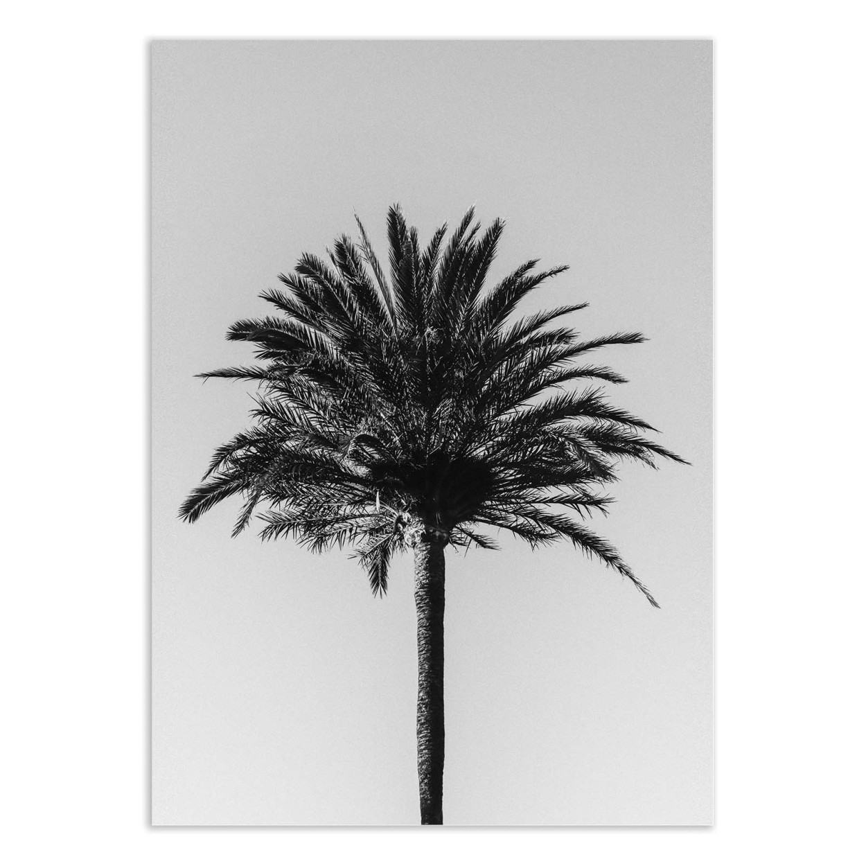 Affiche d'art - Palm_003 - Pictufy Studio III, WALL EDITIONS