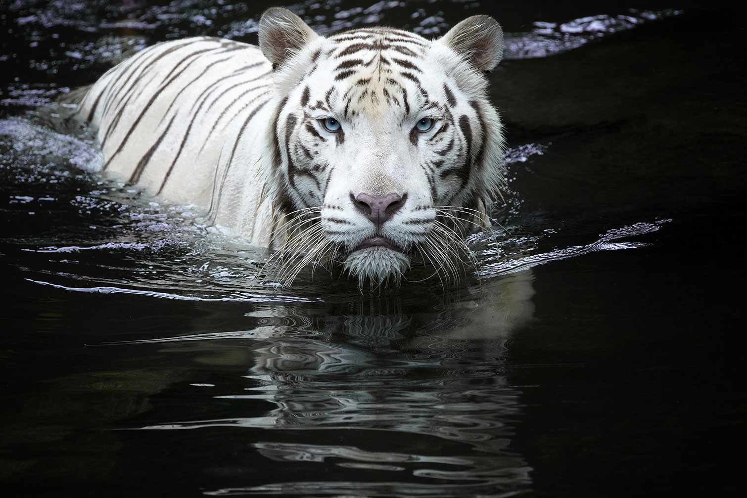 Tableau tigre Regarde moi, HEXOA