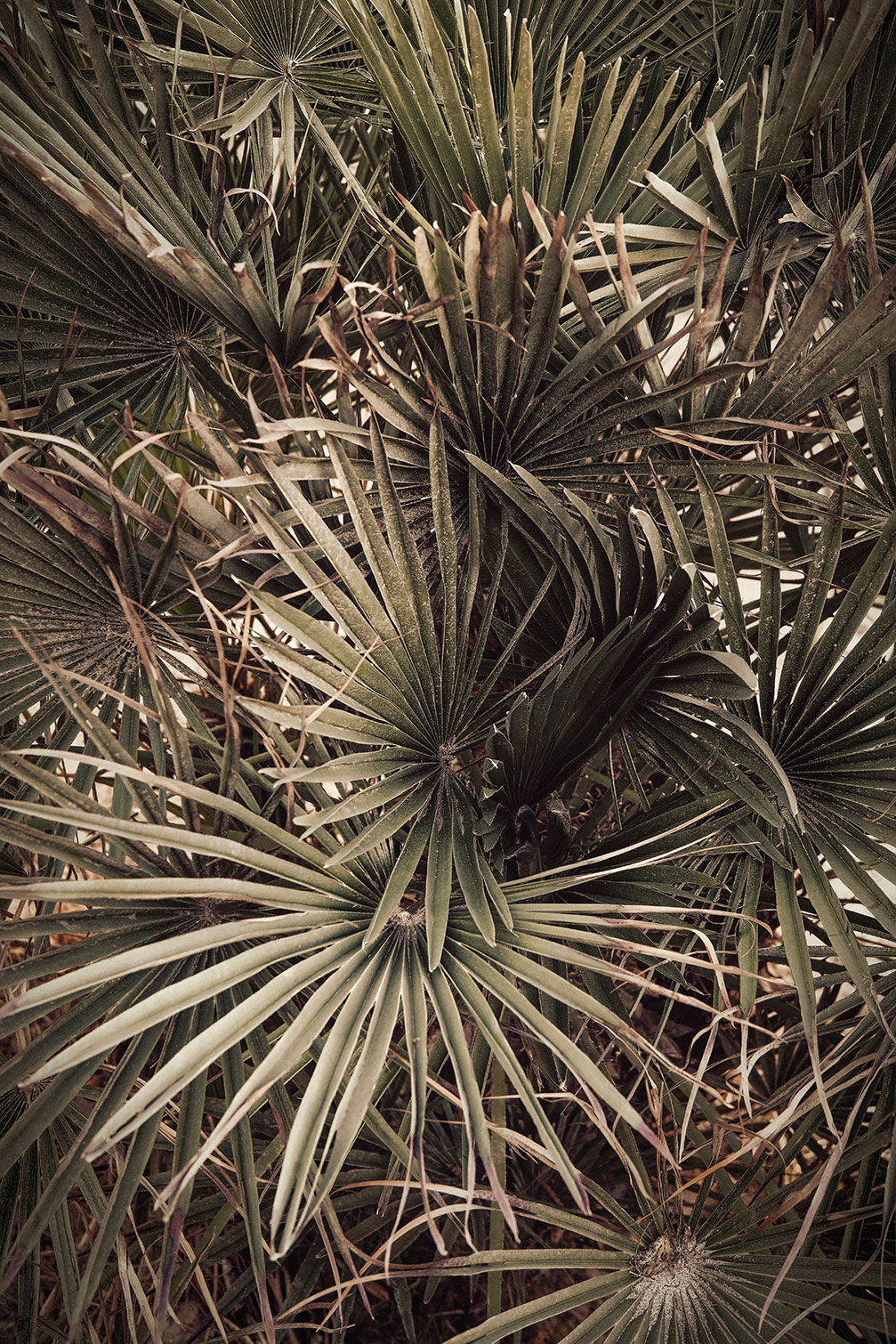 Tableau tropicana mood, HEXOA