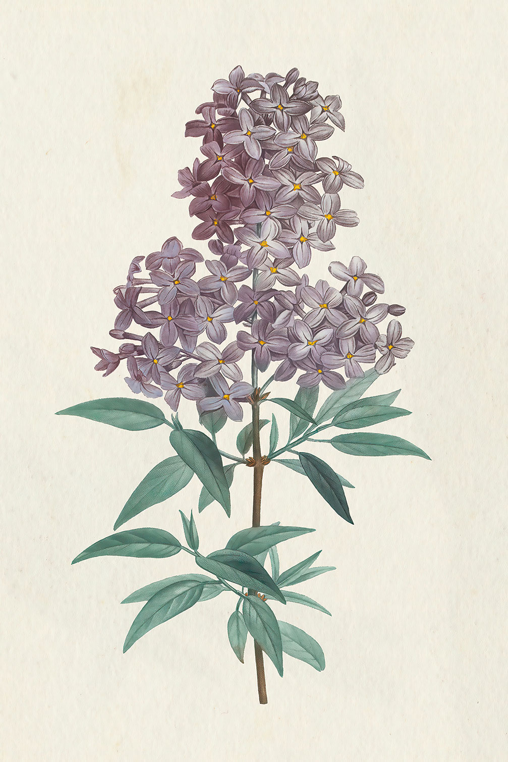 Tableau fleurs Gravure de Lilas vintage, HEXOA