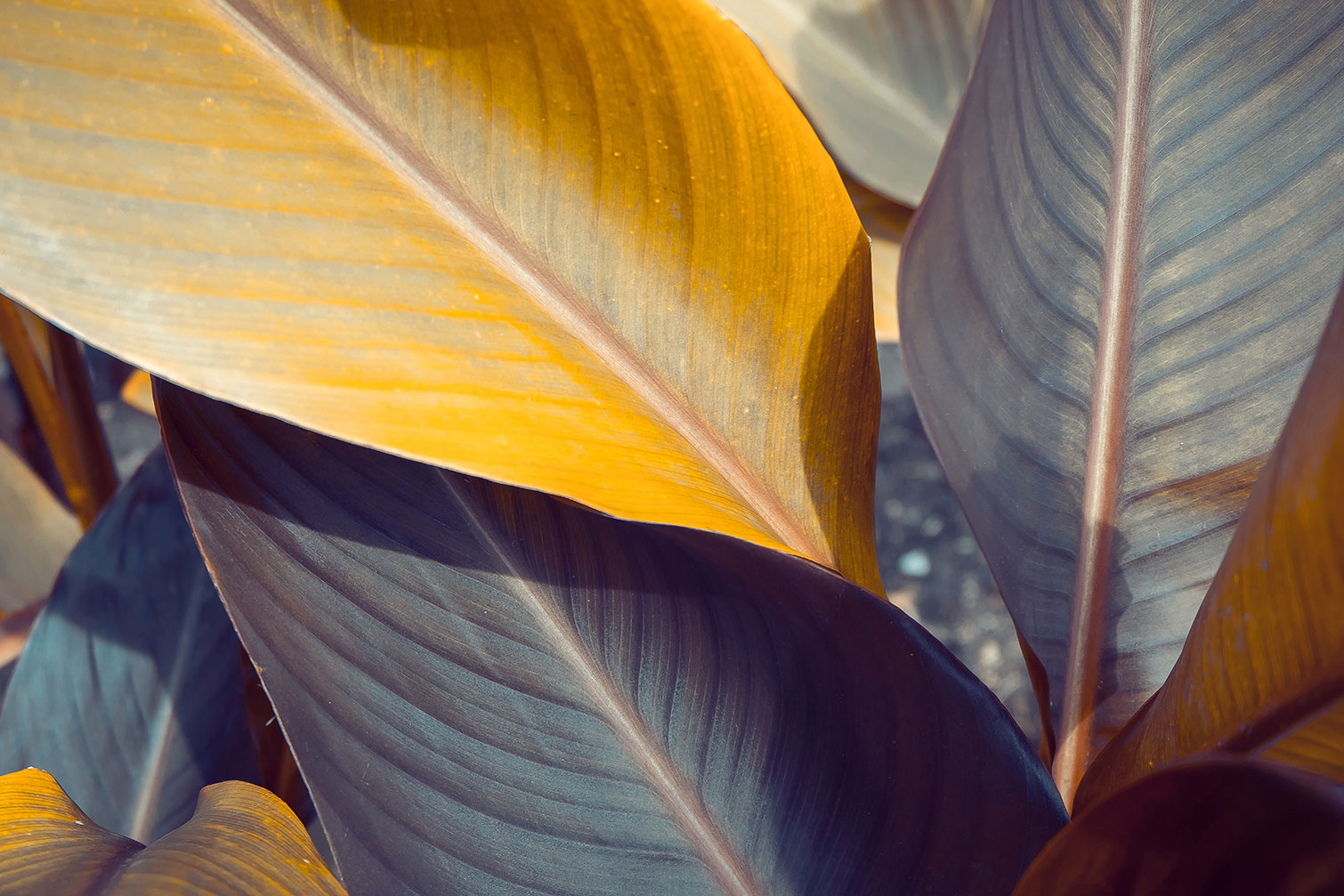 Tableau palm leaves y, HEXOA