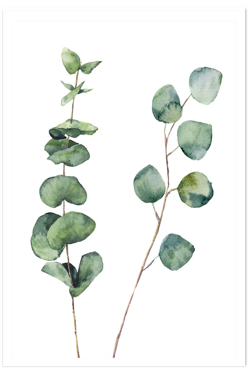 Affiche nature aquarelle feuille d' eucalyptus, HEXOA