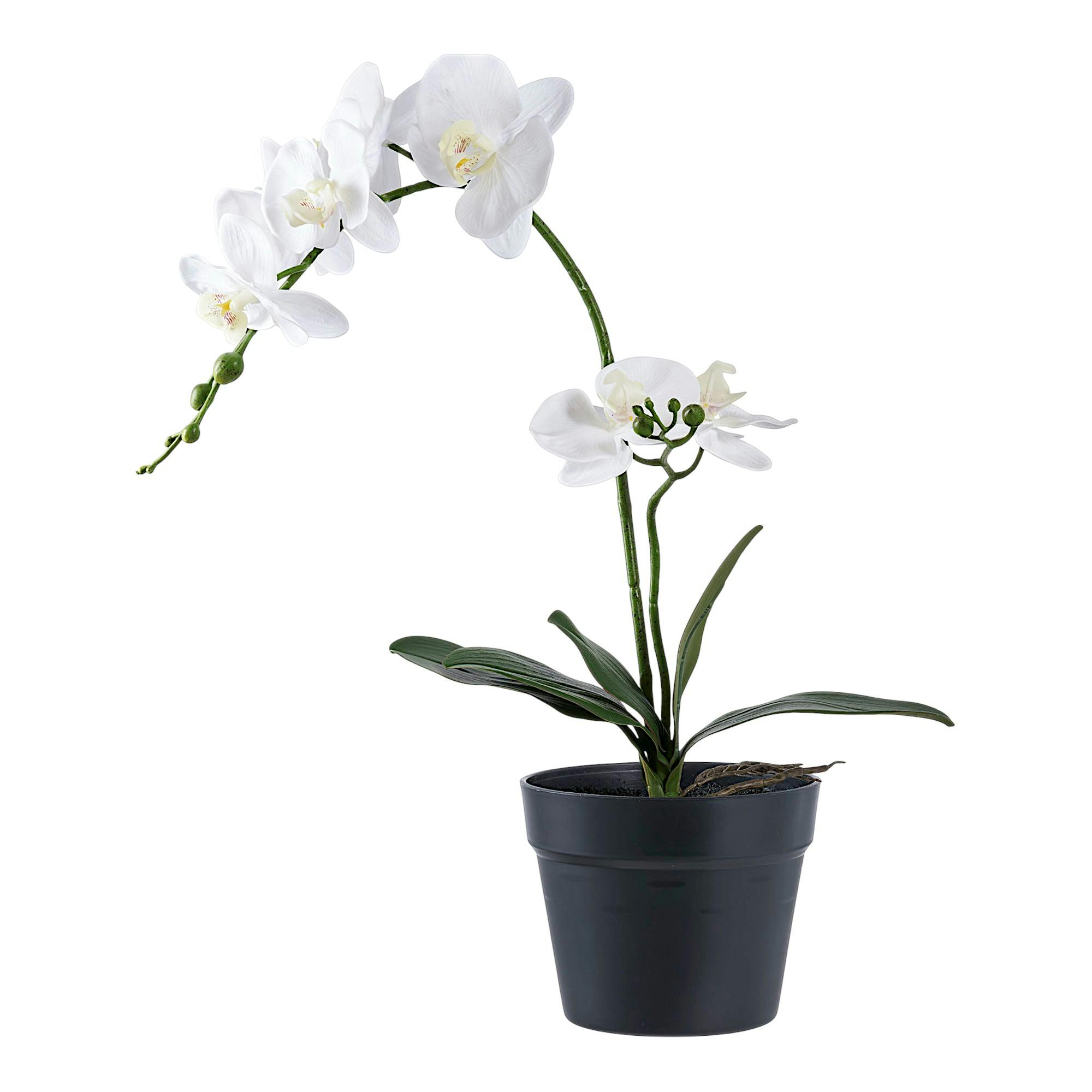 Orchidée artificielle blanche en pot, PIER IMPORT