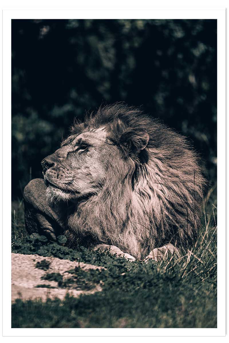 Affiche lion mon roi, HEXOA
