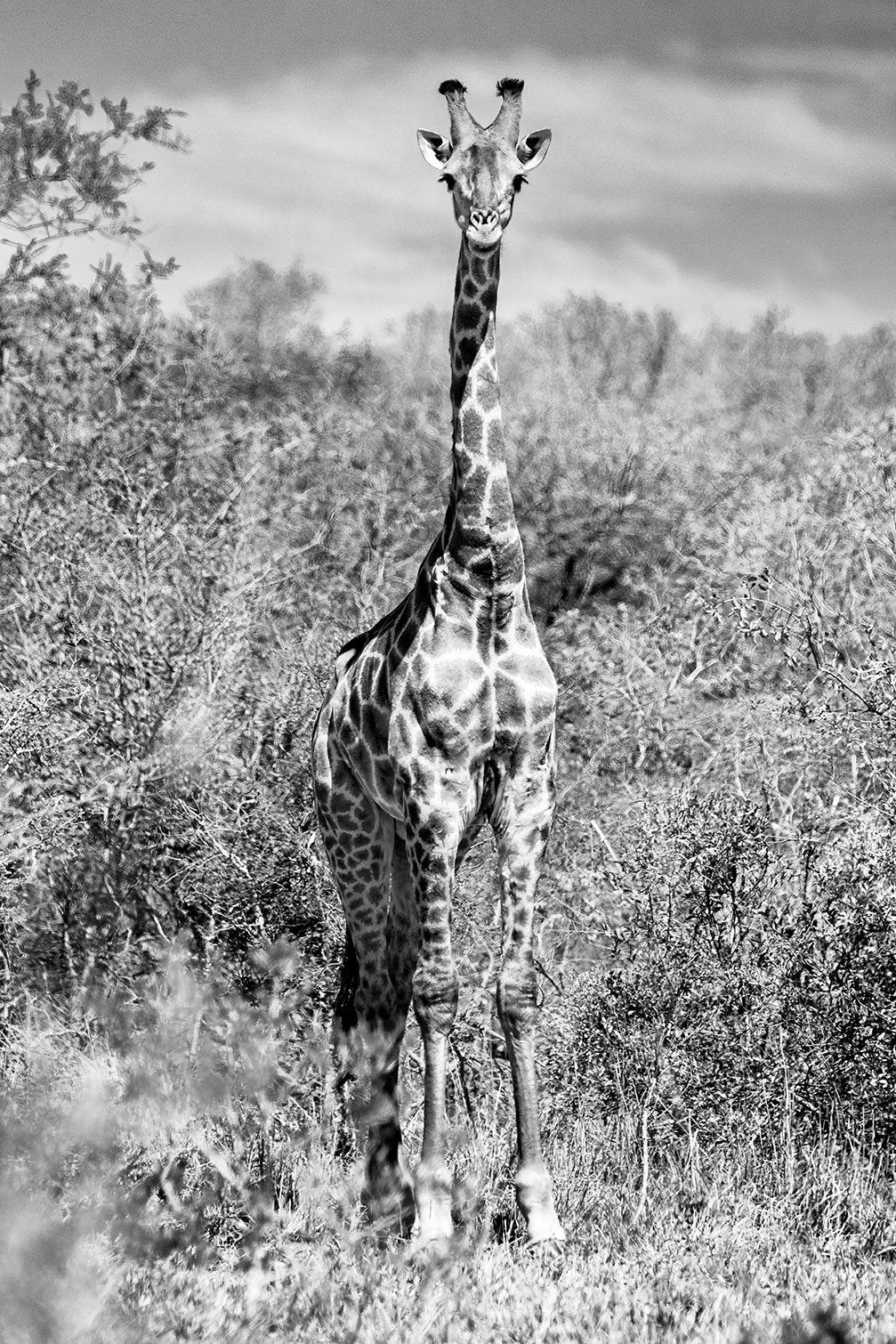 Tableau animaux girafe en instantanée, HEXOA