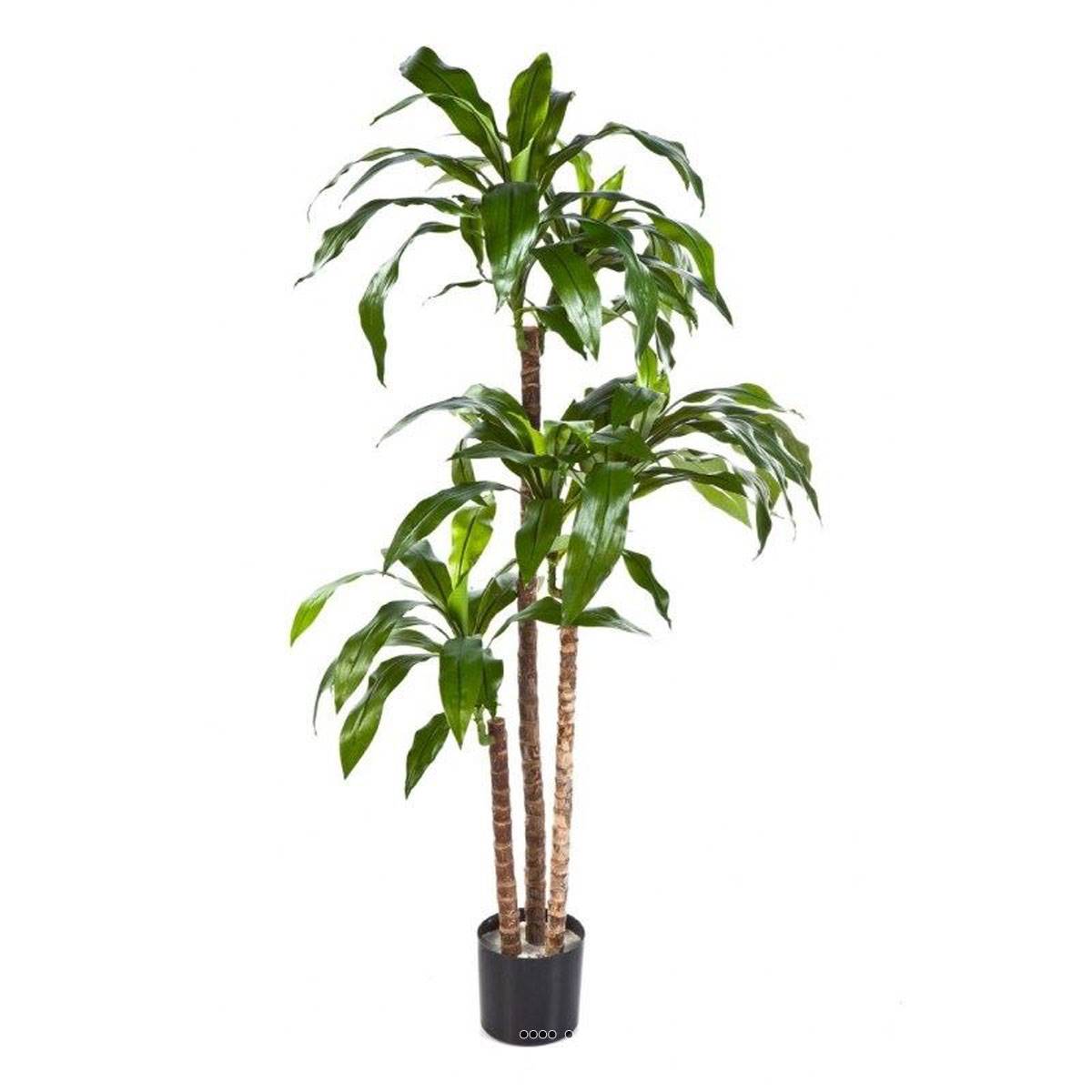 Dracaena artificiel Fragrans 3 troncs en pot, ARTIFICIELLES