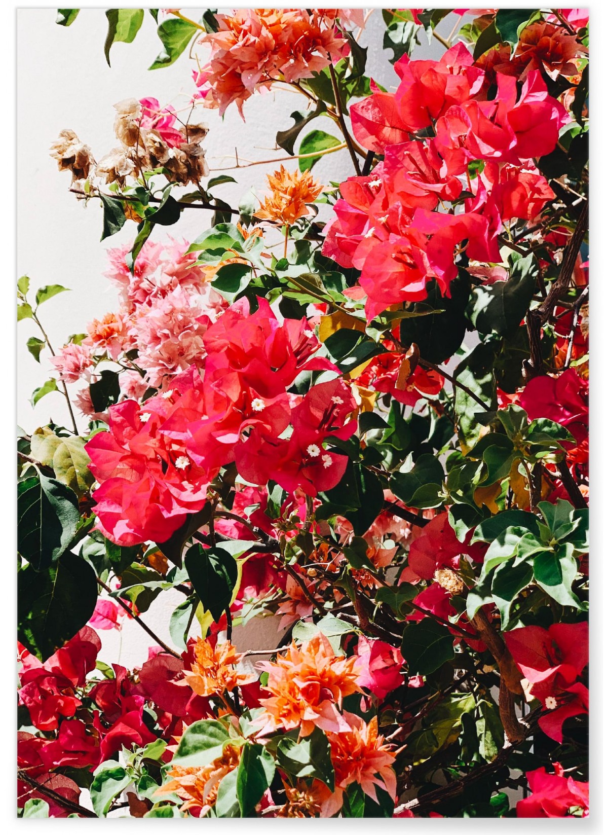 Poster Fleurs, L'AFFICHERIE