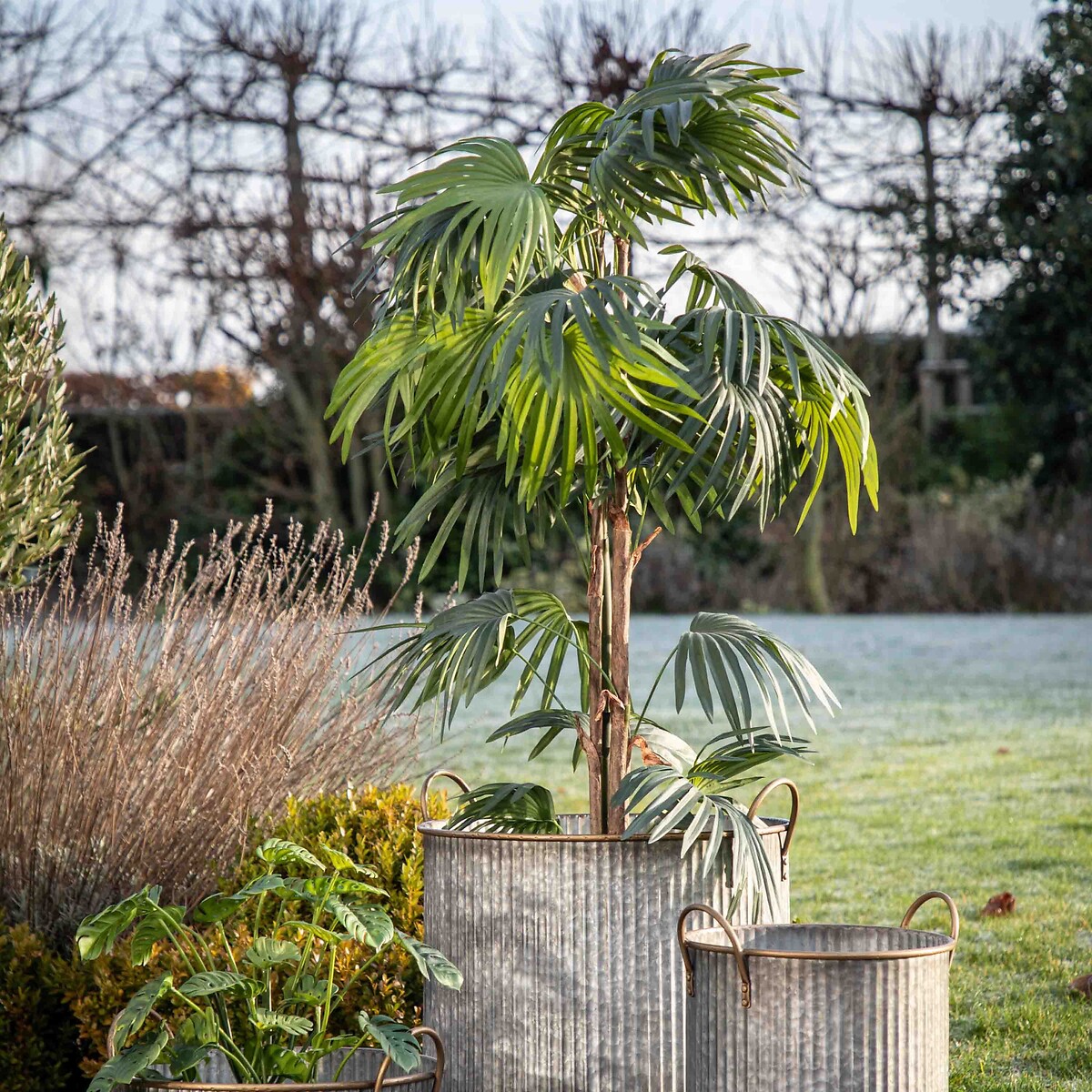 168cm Faux Chinese Fan Palm Plant, ÉDITÉ