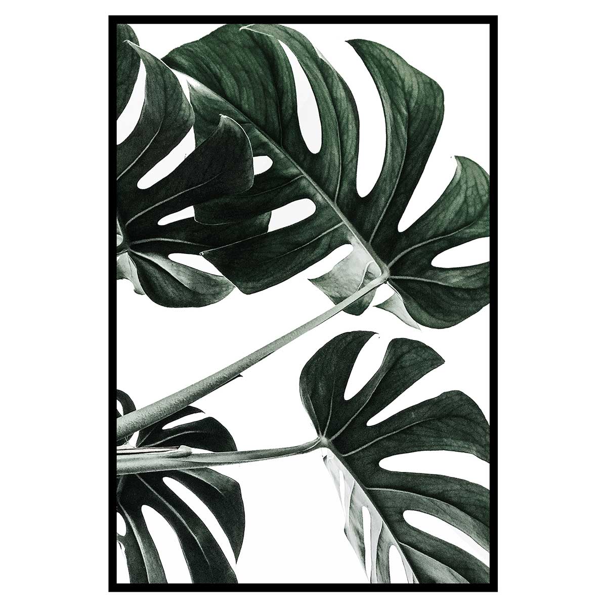 Affiche encadrée feuille tropicale monstera graphique, HEXOA