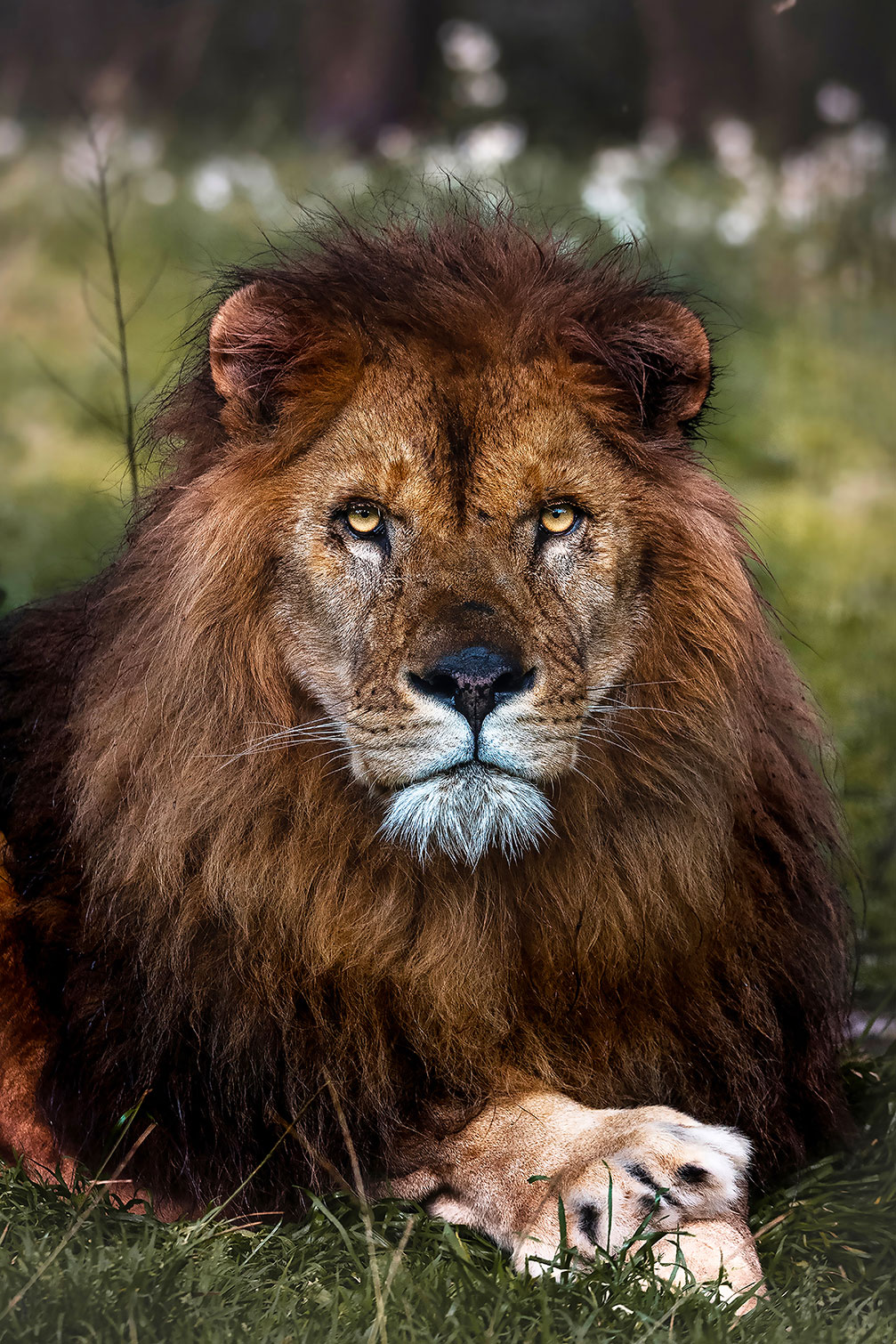 Tableau animaux pattes de lion, HEXOA