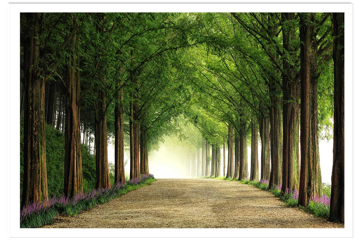 Affiche L'arbre Metasequoia, HEXOA