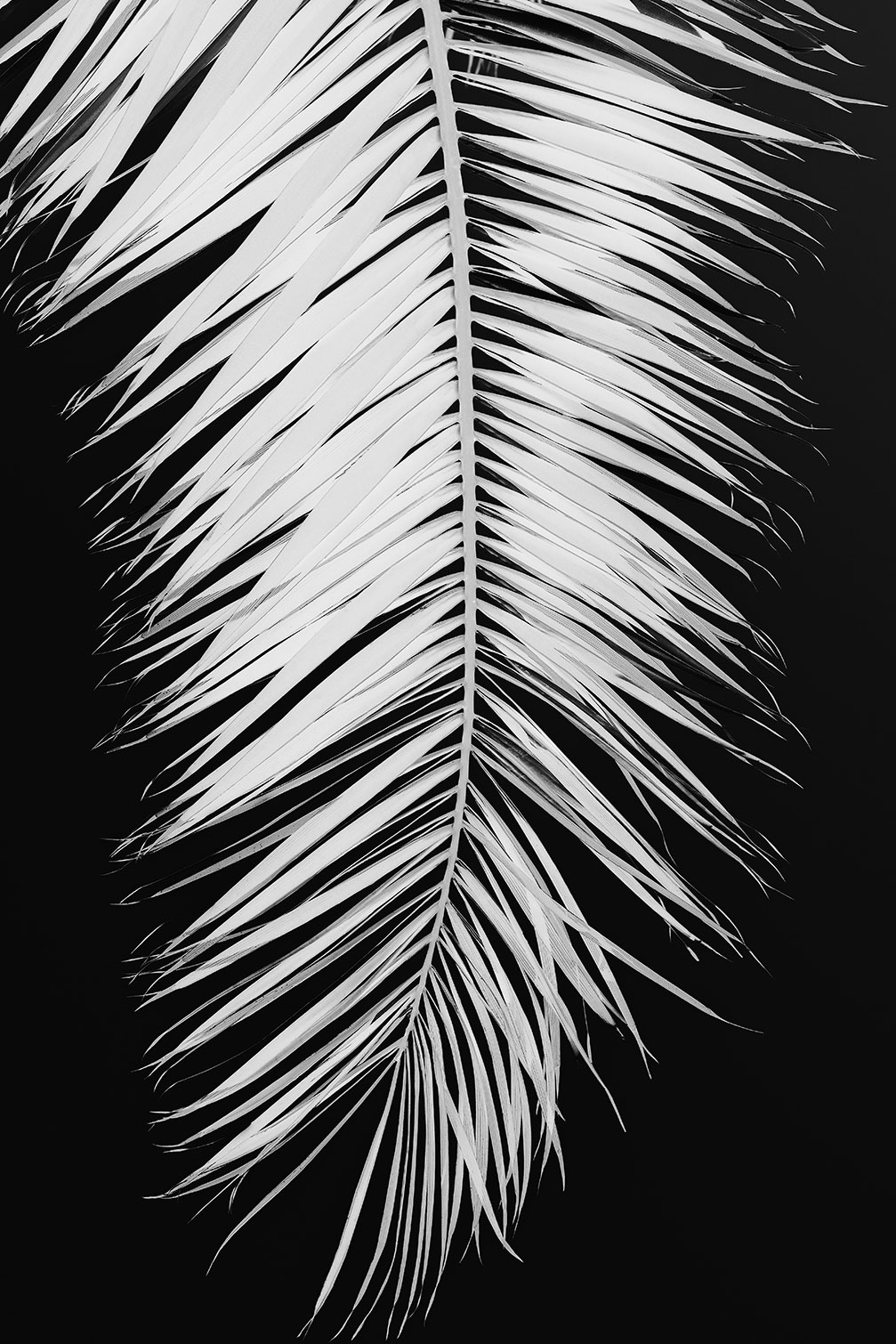 Tableau palme X, HEXOA
