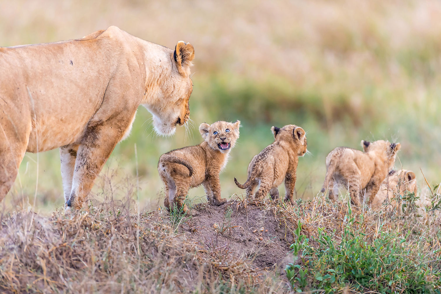 Tableau animaux let's go mom, HEXOA