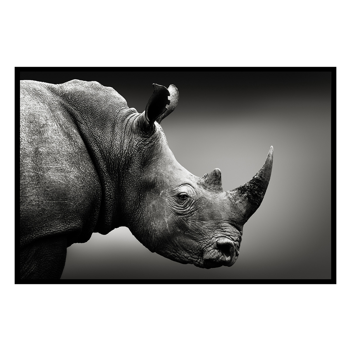 Affiche encadrée rhinocéros en noir et blanc, HEXOA