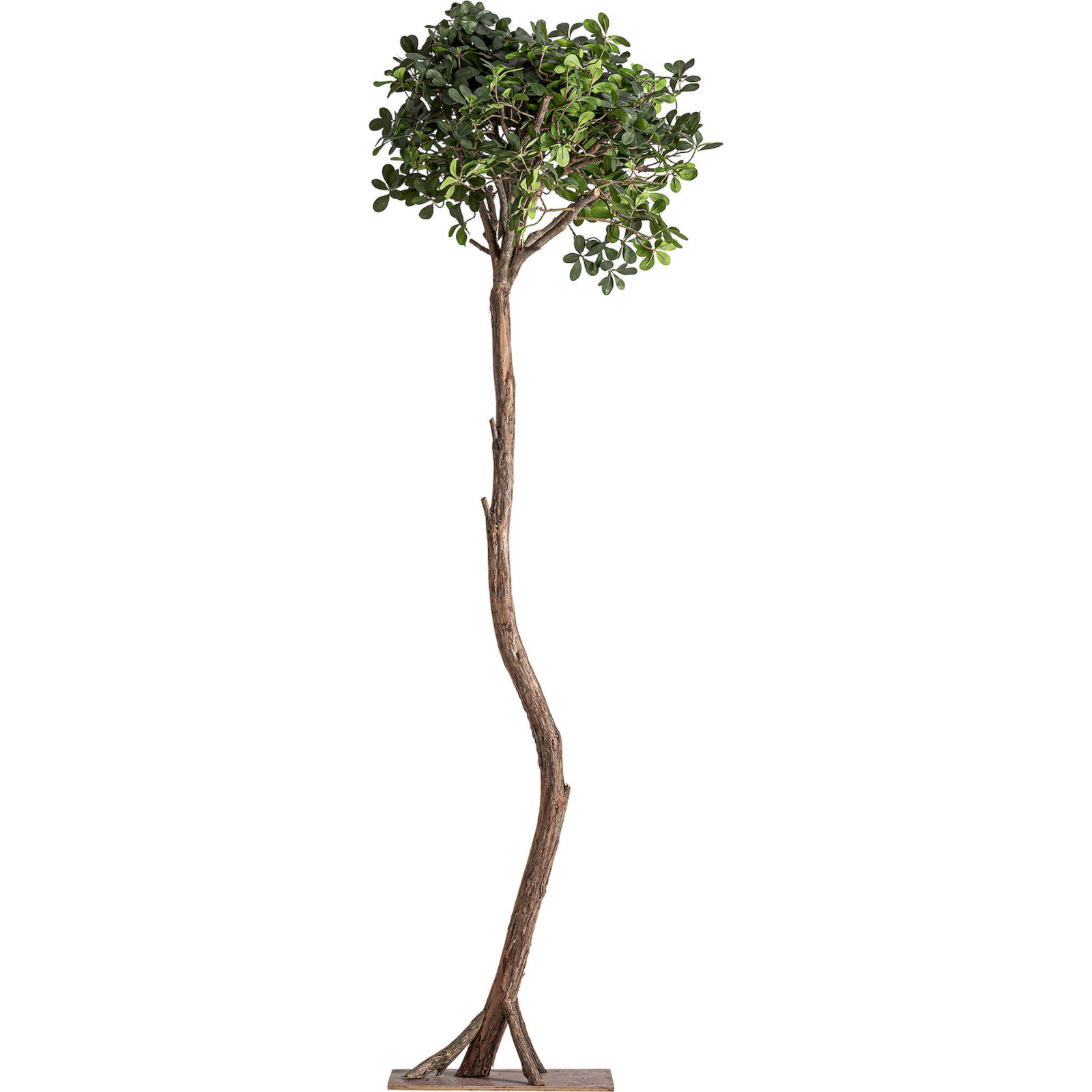 Ficus artificiel au feuillage dense, RECOLLECTION