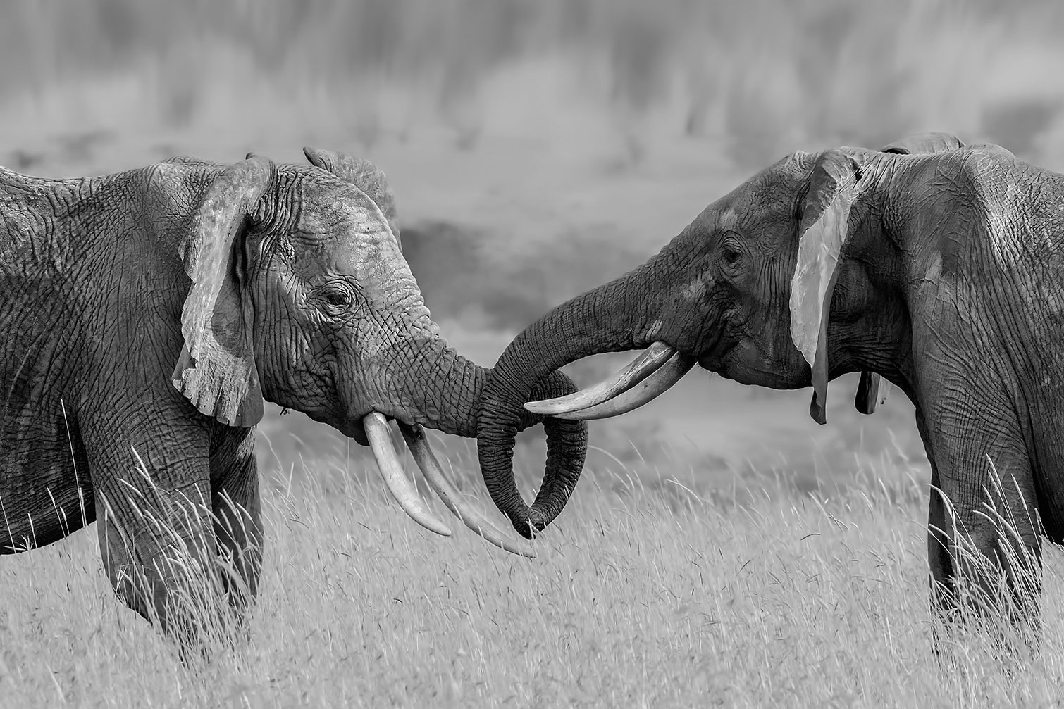 Tableau éléphant qui es tu?, HEXOA