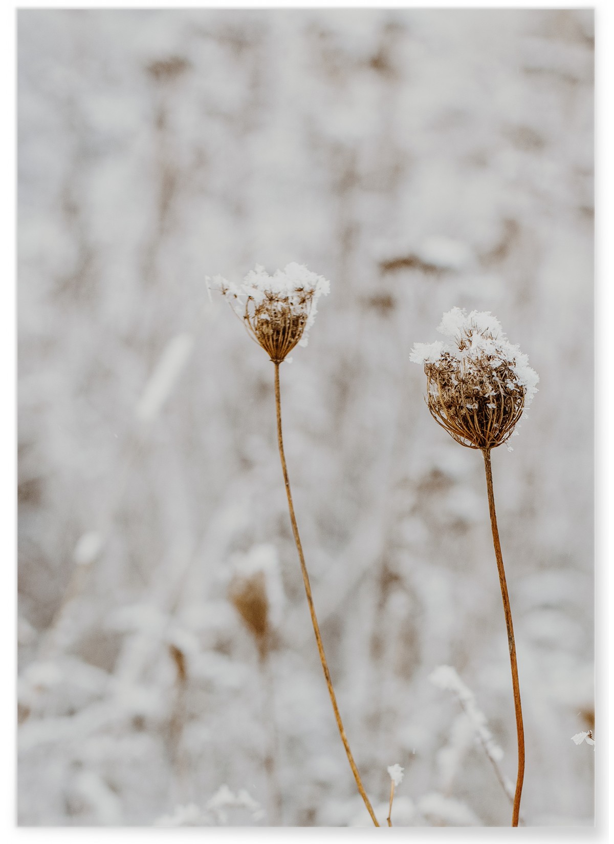 Poster Nature Winter 3, L'AFFICHERIE