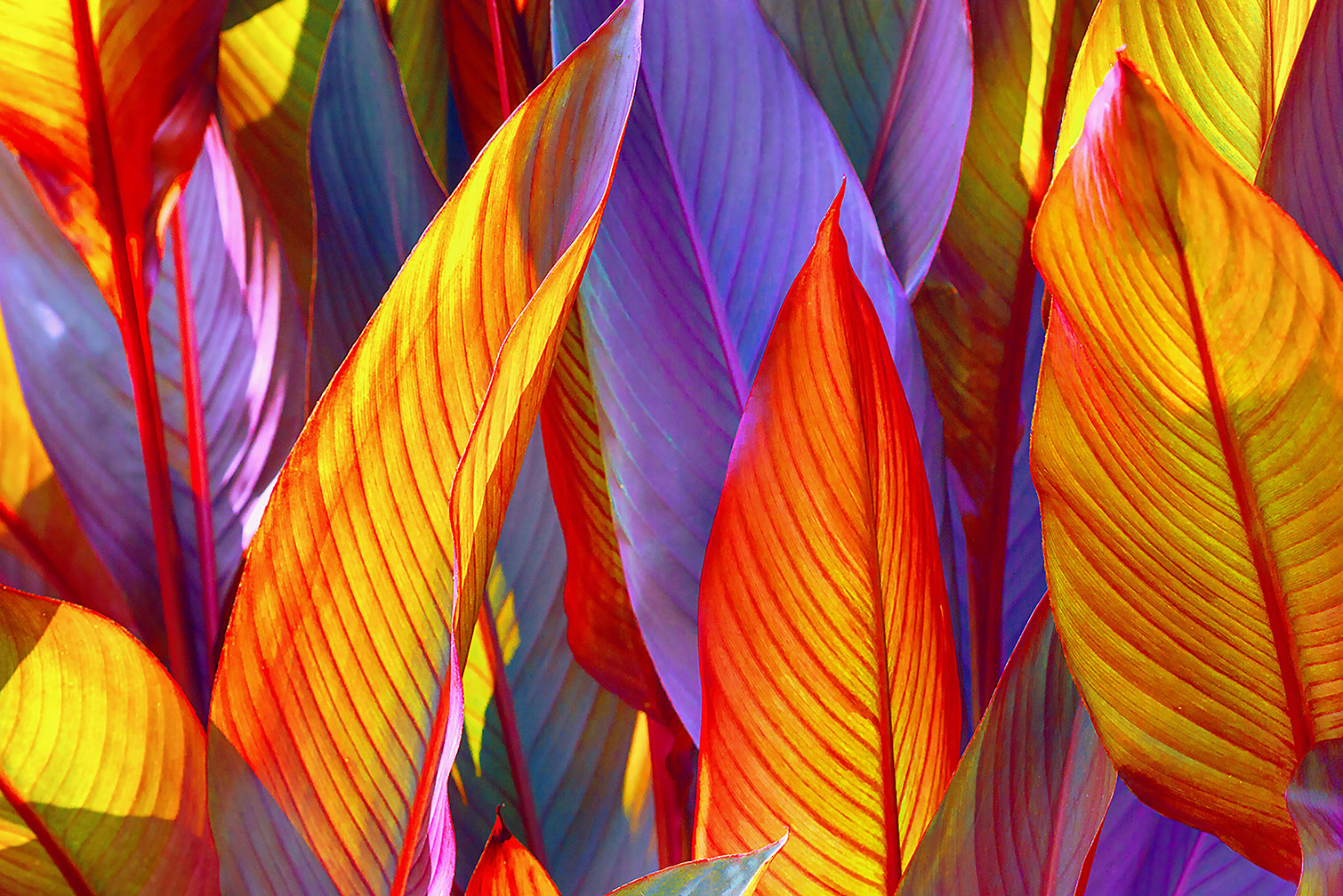 Tableau palm leaves yellow background, HEXOA