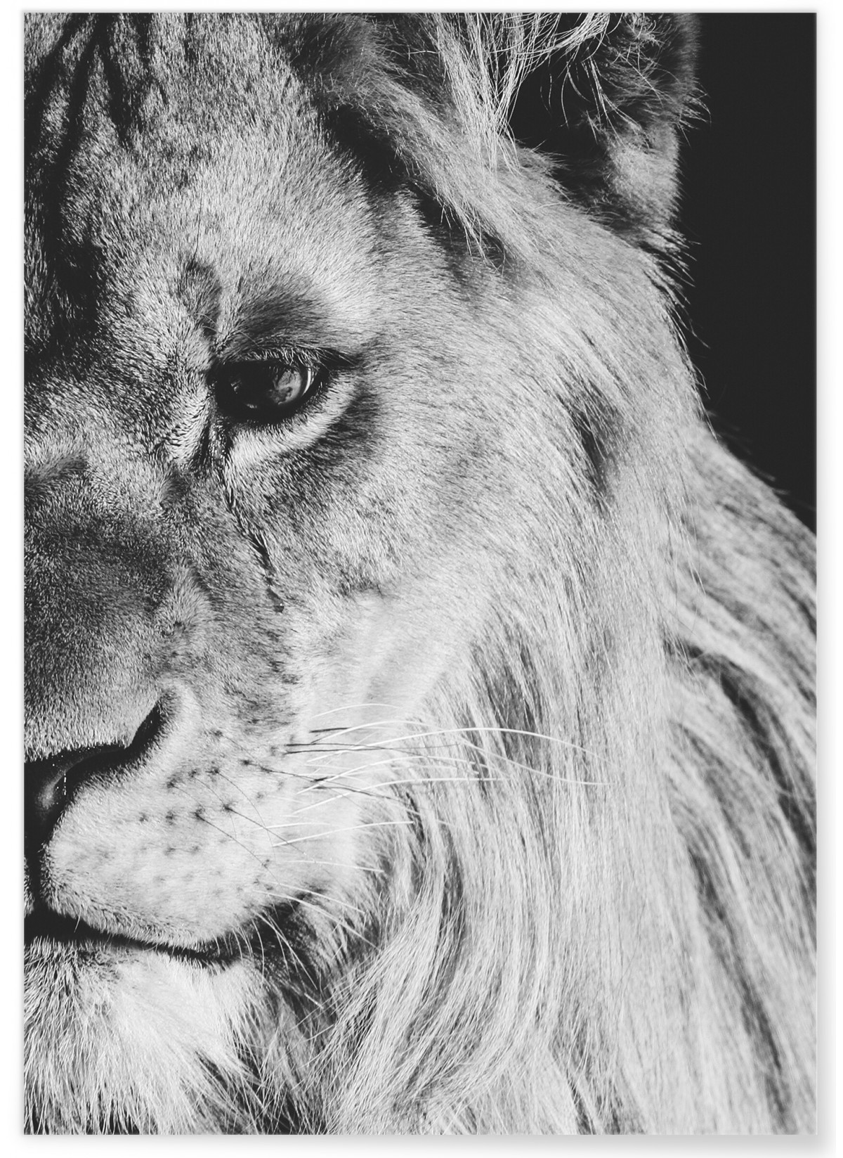Poster Lion noir et blanc 1, L'AFFICHERIE