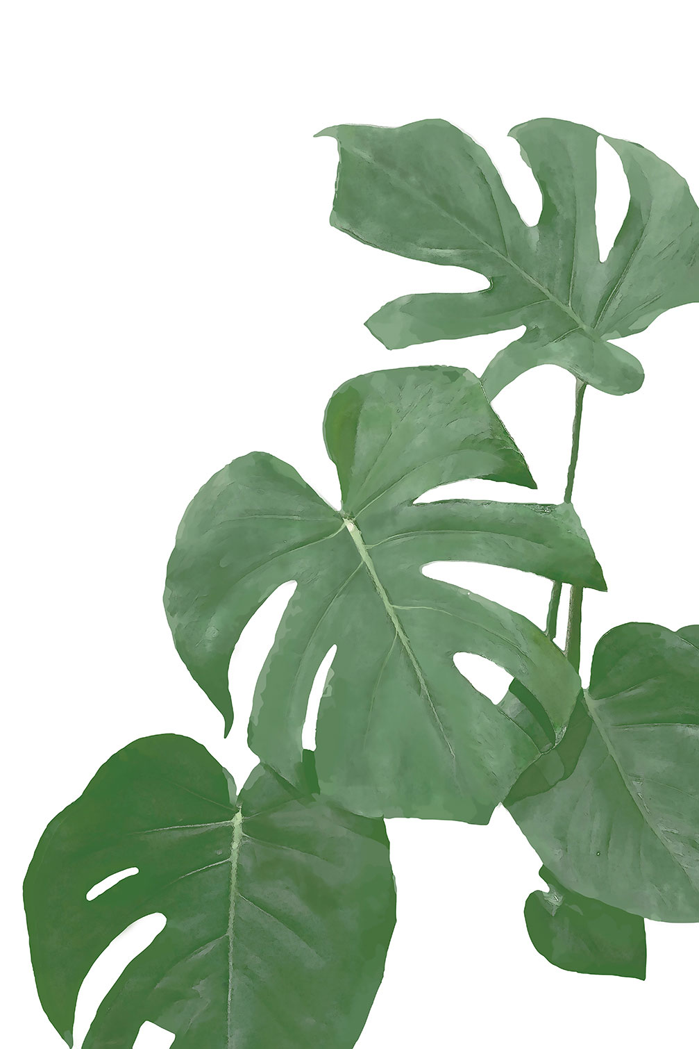 Tableau Feuilles de Monstera, HEXOA