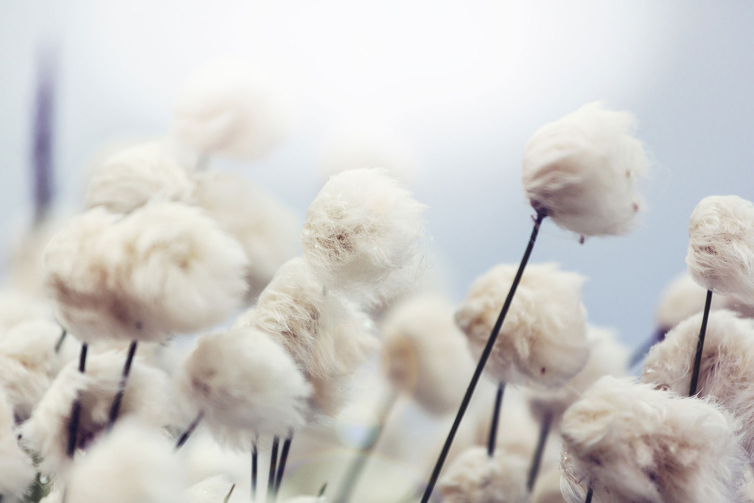 Tableau fleurs de coton au vent, HEXOA