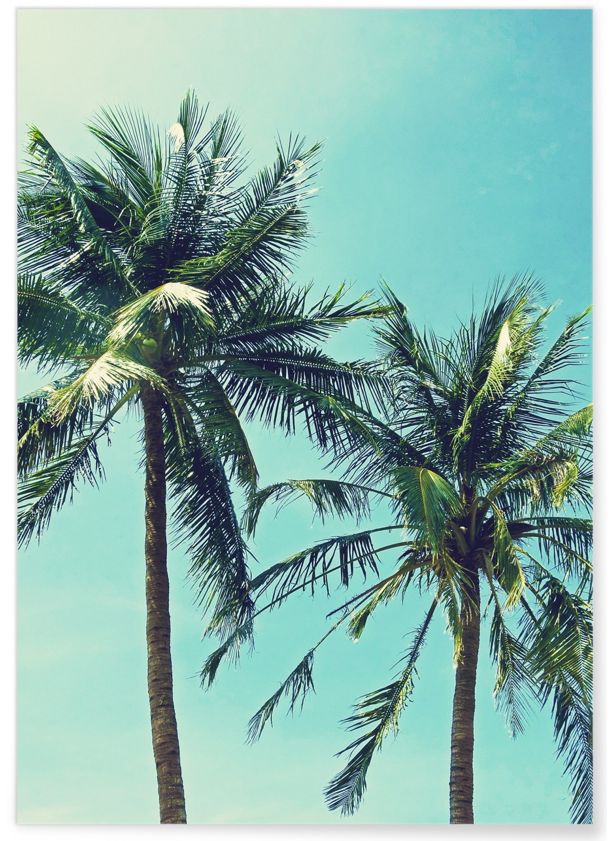 Poster Palm Trees 2, L'AFFICHERIE