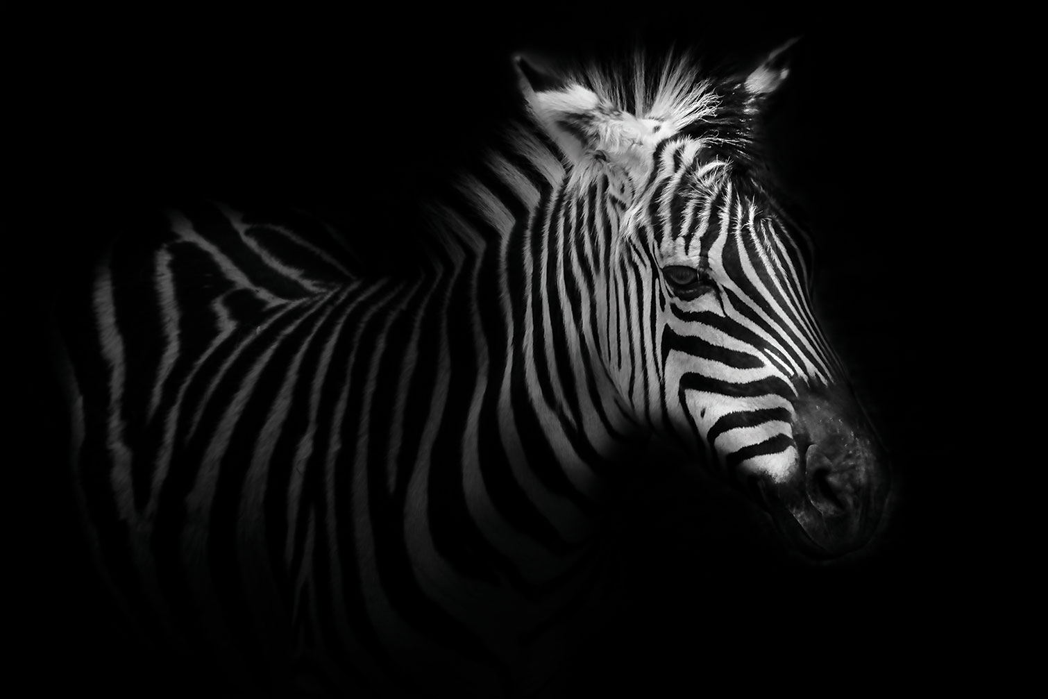 Tableau zebre dans la lumière, HEXOA