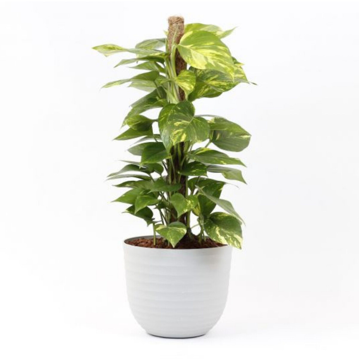 Planta Scindapsus aureum + vaso havana waves, da BIOMA, BIOMA PLANTS