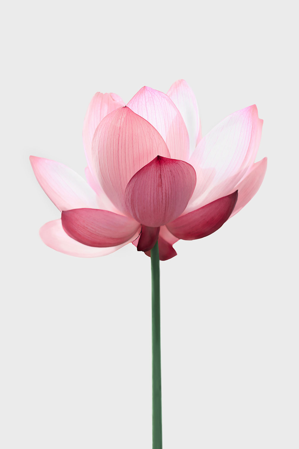 Tableau zen lotus rose, HEXOA