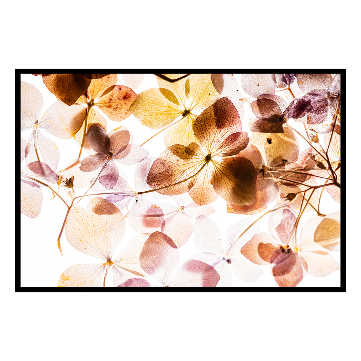 Affiche encadrée Fleurs translucides, HEXOA