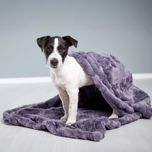 Lot De 5 Couvertures Pour Chien/Chat 60x40cm - Tissu Polaire Doux, Lavable - Motif Patte, Gris