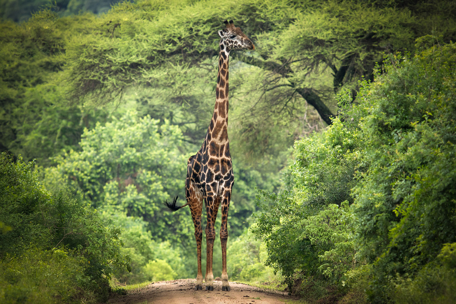 Tableau Girafe inattendue, HEXOA