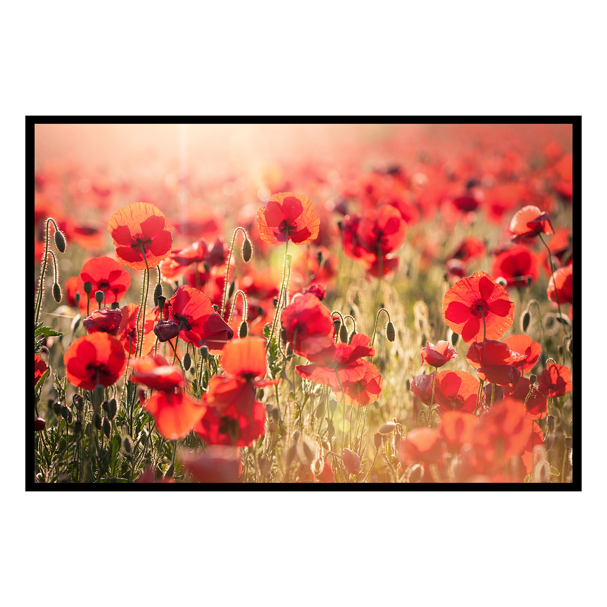 Affiche encadrée champ de coquelicots lumineux, HEXOA